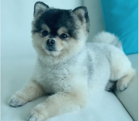 다니엘 스터리지의 강아지. / 사진=리버풀 에코 캡쳐