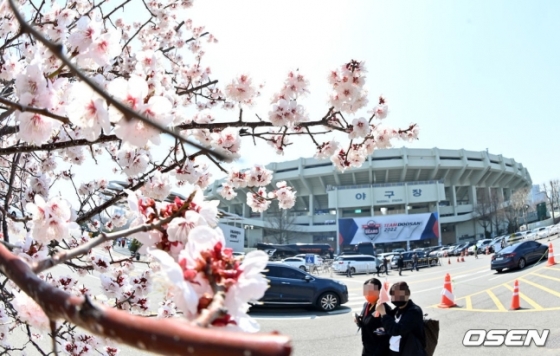 잠실야구장에 핀 벚꽃. 