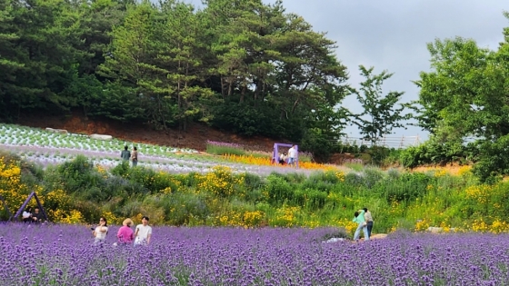 고창 청농원, 라벤더의 보랏빛 꽃물결 출렁