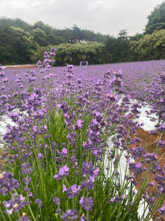 고창 청농원, 라벤더의 보랏빛 꽃물결 출렁