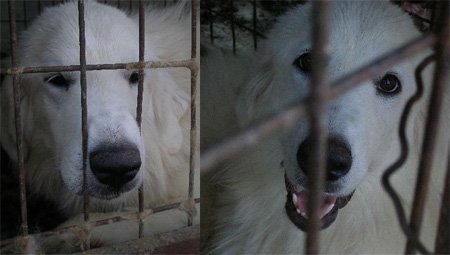 ↑ 학대받는 대형 애완견 <사진=동물사랑실천협회>