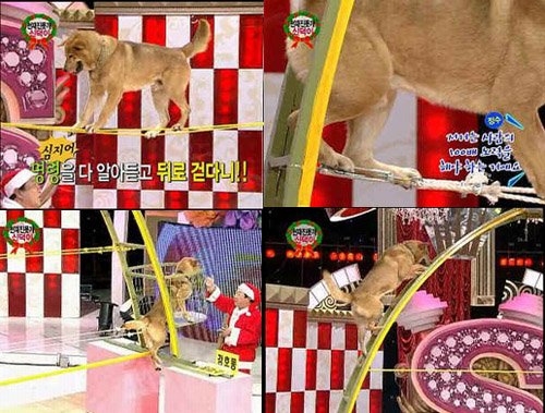 한국동물보호연합이 동물학대의 증거로 제시한 자료 사진<사진출처=한국동물보호연합>