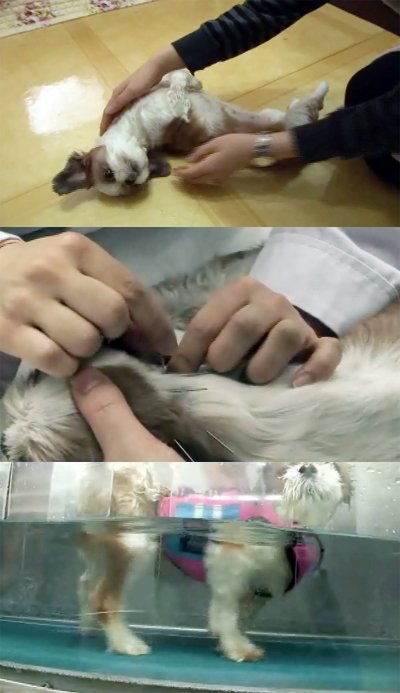 머리가 돌아가 고생했던 강아지를 치료해 주는 장면 ⓒ사진=SBS 제공