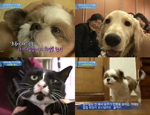 다시 선 '공주', 샌디를 대신할 '금동이', 걸어다니는 '공주', 새살이 돋은 '복순이' (왼쪽 위부터 시계방향) <사진=화면캡처>