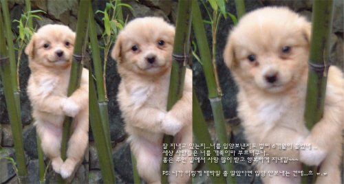 ↑ 권한일씨가 자신의 블로그에 올린 개죽이사진. 합성논란에 휩싸이기도 했던 개죽이 사진은 다른 각도의 추가 사진이 공개되면서 논란에서 벗어날 수 있었다. 권 씨에 따르면, 개죽이는 높은 곳을 무서워해 필사적으로 나무를 붙잡고 있었다고 한다. 권 씨가 사진에 남긴 글귀도 재밌다.