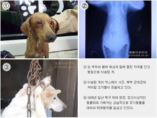 동물보호단체들, '동물농장' 개학대범 고발 - 스타뉴스