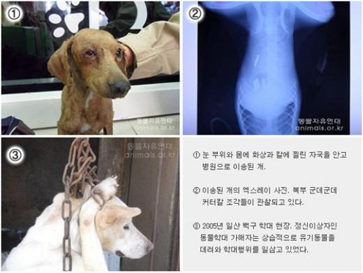 ⓒ사진=동물자유연대 홈페이지