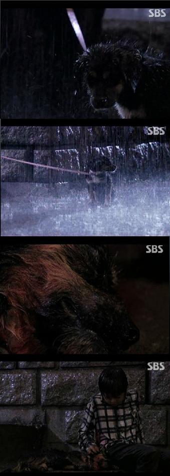 SBS '나쁜남자' 논란에 된 강아지 학대 장면