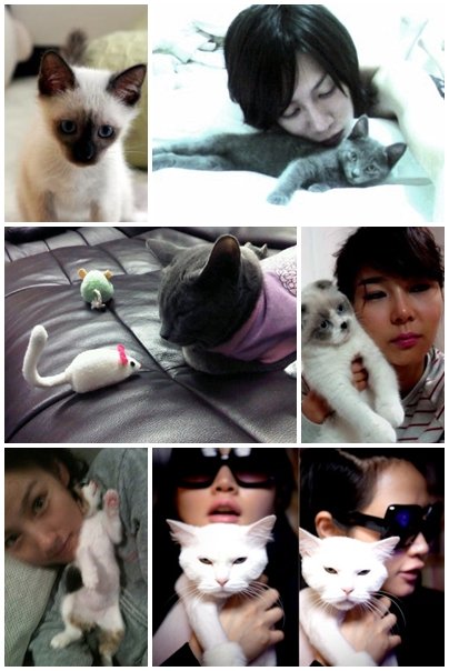 ▲ 왼쪽 위부터 이성민 고양이, 김희철 고양이, 영웅재중 고양이, 김나영 고양이, 이효리 고양이, 김혜수 고양이 <출처=이성민 미니홈피, 김희철 트위터, 영웅재중 트위터, 김나영 미니홈피, 이효리 팬카페 효리투게더, 김혜수 미니홈피>