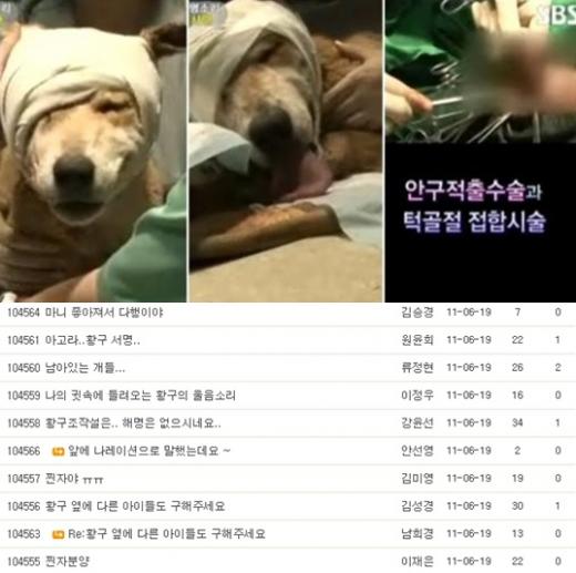 학대박은 황구의 모습(위), 방송 후 시청자 게시판ⓒSBS '농물농장'(위), SBS' 동물농장' 시청자 게시판