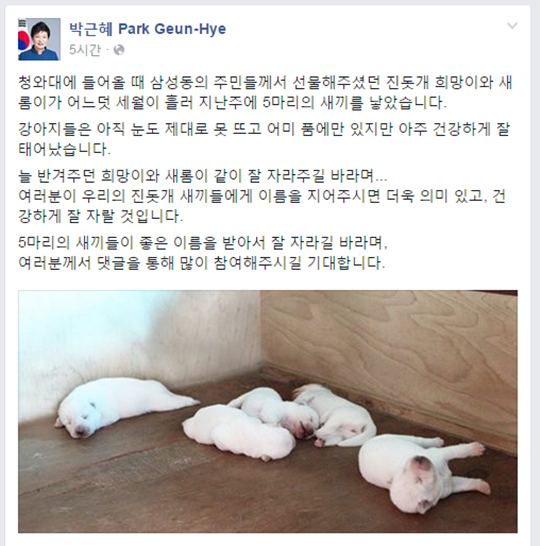 청와대 관저에서 키우는 진돗개 새롬이와 희망이가 5마리의 새끼를 낳았다고 전한 박근혜 대통령. /사진=박근혜 대통령 페이스북 캡처