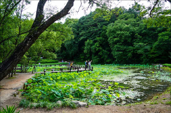 수타사의 연꽃연못./사진제공= 한국관광공사