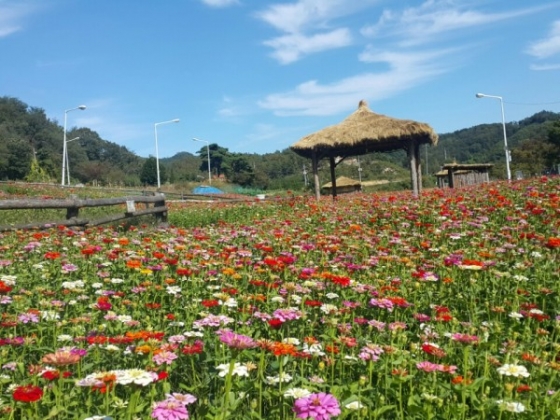 축제장 섬강변의 백일홍꽃밭./사진제공= 횡성한우축제