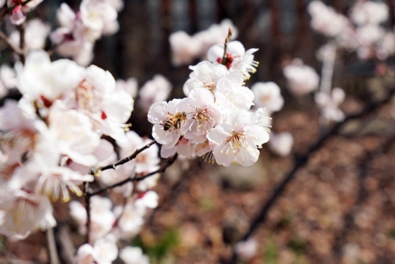 봄꽃축제 앞두고 만개한 벚꽃/사진=뉴시스