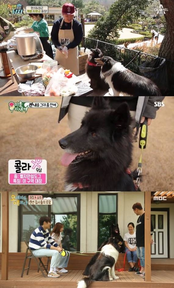 /사진=채널A '개밥 주는 남자2', SBS '미운 우리 새끼', MBC '오래봐도 예쁘다' 방송화면 캡처