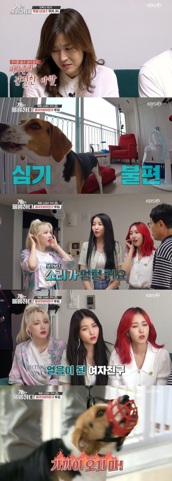 /사진= KBS 2TV 예능 '개는 훌륭하다' 방송 화면