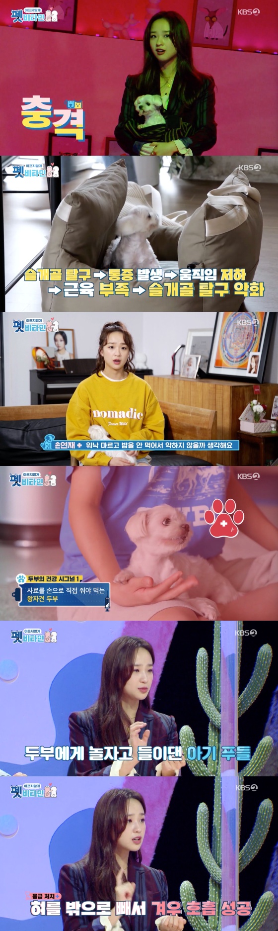 /사진=KBS 2TV '펫 비타민' 방송화면 캡처