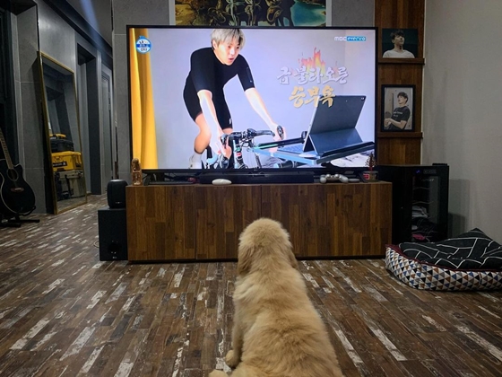박은석의 강아지(반려견)가 TV를 보고 있는 모습./사진=박은석 인스타그램