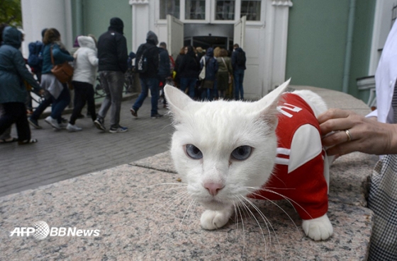 러시아 상트페테르부르크 에르미타주 박물관에 사는 '점쟁이' 고양이 아킬레스. /AFPBBNews=뉴스1