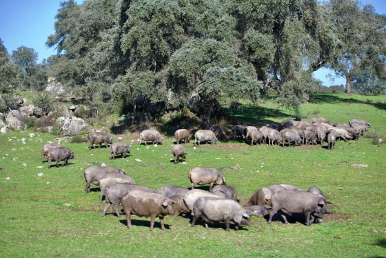 한화가 직영하는 스페인 세비아 북부 시에라 모레나(Sierra Morena) 국립공원 내 이베리코 농장. 축구장 1400여 개 크기의 광활한 대지에서 친환경적으로 사육되고 있다./사진제공=갤러리아