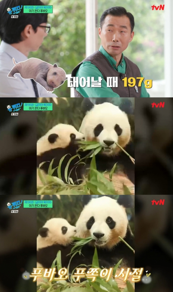 유퀴즈' 강철원 ''판다 푸바오, 100Kg 넘어..호기심 多''[별별Tv] - 스포탈코리아 모바일