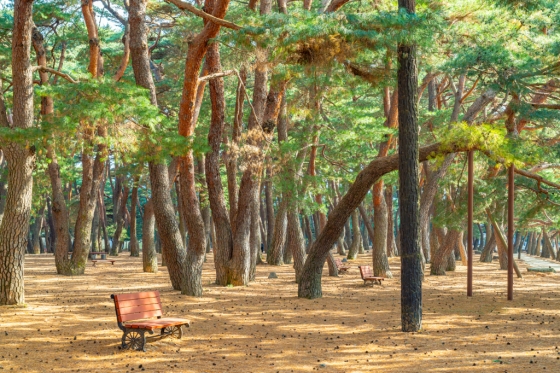 하동송림의 각양각색의 생김새를 자랑하는 소나무 군락(김정흠 작가)