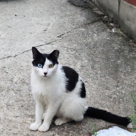 길냥이 오득이