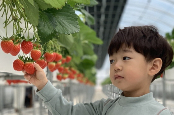 상하농원, 딸기 농부체험 & 겨울상하 사진전