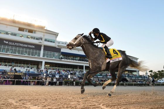 닉스고, 대한민국 씨수말로 첫발 - 뉴스 썸네일 이미지