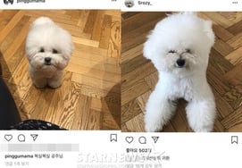 Ха Чон У ♥ Чайный сад, фото 'Одинаковой собаки' 8 лет назад ...Переосмысление коротких романтических слухов [человек.]