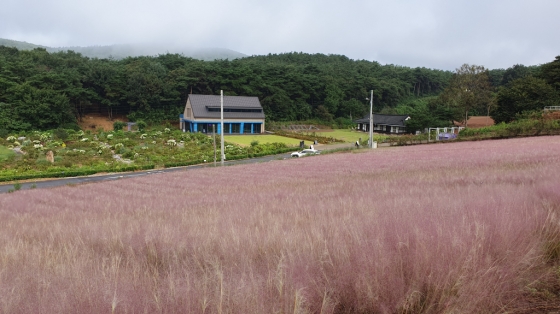 청농원의 핑크뮬리와 카페 청, 그리고 한옥식 기와집인 술암재