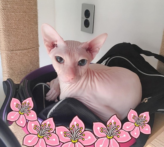 /사진=설리 인스타그램