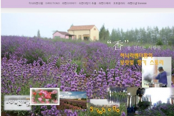 /사진=고성 라벤더 축제 홈페이지