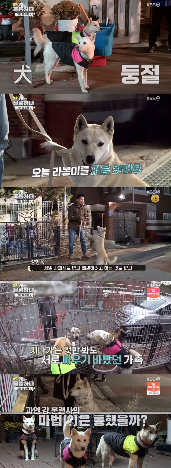 /사진=KBS 2TV '개는 훌륭하다' 방송 화면 캡처