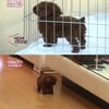 '이시영 강아지' 티컵 아냐..사기분양 사례↑