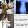 동물보호단체들, '동물농장' 개학대범 고발