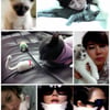 영웅재중·김혜수·이효리… 고양이를 사랑한 ★는?