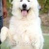'사망설' 상근이, '1박2일' 결국 하차 "건강 고려"