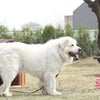 '로타' 촬영장 가보니…주택 30억원·개 200만원