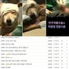 황구학대사건, 시청자 '눈물 바람'