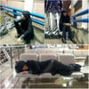 김장훈, 중국-한국 넘나드는 '공항표류기'