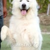 '신보라 디스' 국민견 상근이 근황은? "특별견사 요양중"