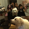 '사망설' 상근이, 애견 최초 래퍼 변신