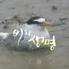 KBS 다큐 '비와 생명', 차이나 드래곤 어워즈 금상