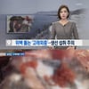 '위벽 뚫는' 고래회충 급증, 뚜렷한 치료약 없어..주의 필요!
