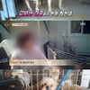 '동물농장'PD "강아지공장 후속 취재 어려움..방송 미정"
