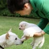 동물보호단체 "청와대 진돗개 9마리 입양하겠다"
