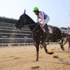경마, 관심경주 매니머니 vs 피노누아