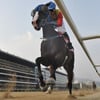경마 관심경주,  과천시장배 초인마 횡운골 등 도전  