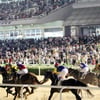 경마,‘파워블레이드’ 연도대표마·최우수국산마 2관왕